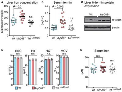 MyD88 Adaptor Protein Is Required for Appropriate Hepcidin Induction in Response to Dietary Iron Overload in Mice